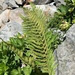 Dryopteris villarii
