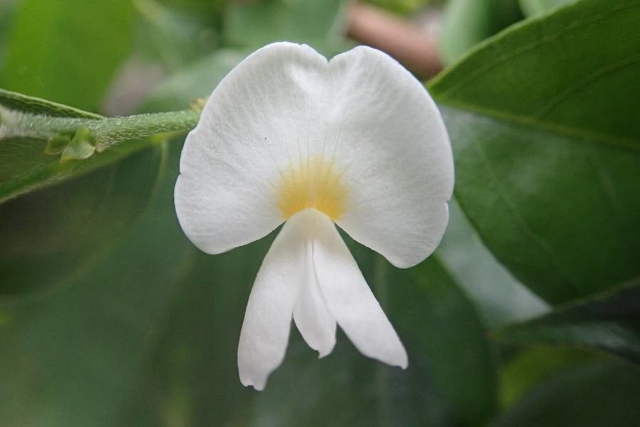 Baphia nitida flower