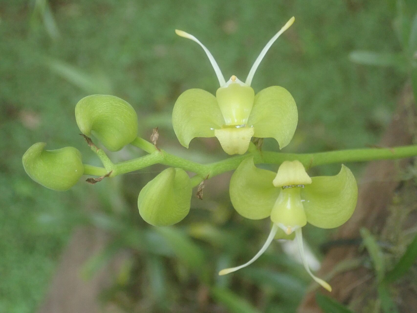 Bulbophyllum lizae flower