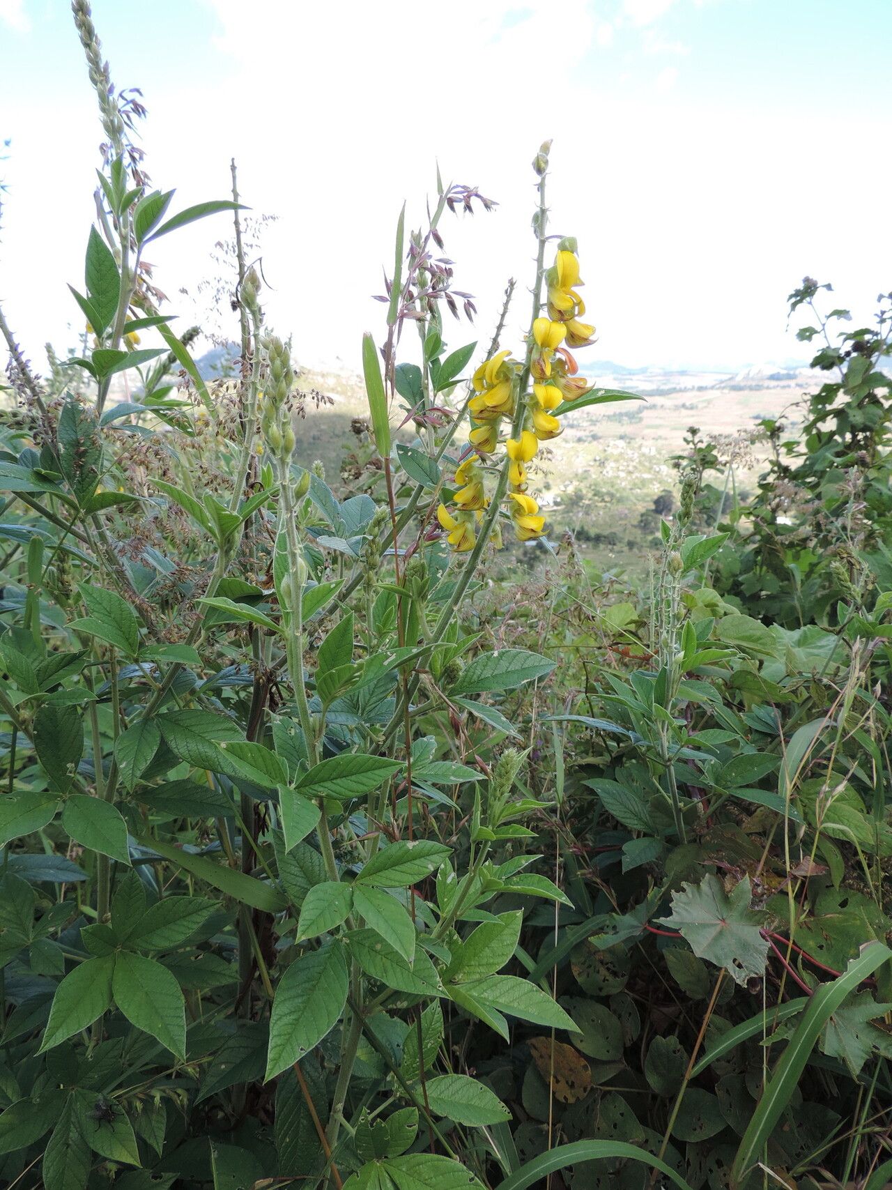 Crotalaria cleomifolia habit