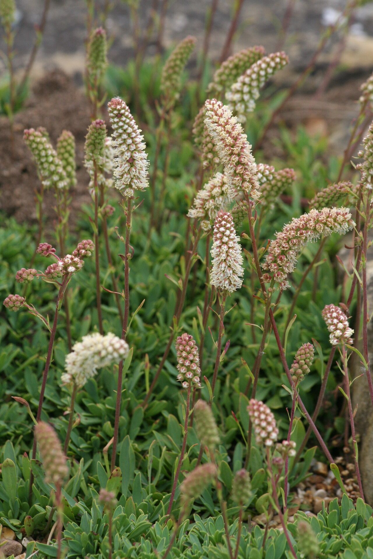 Petrophytum cinerascens — related species from the same genus