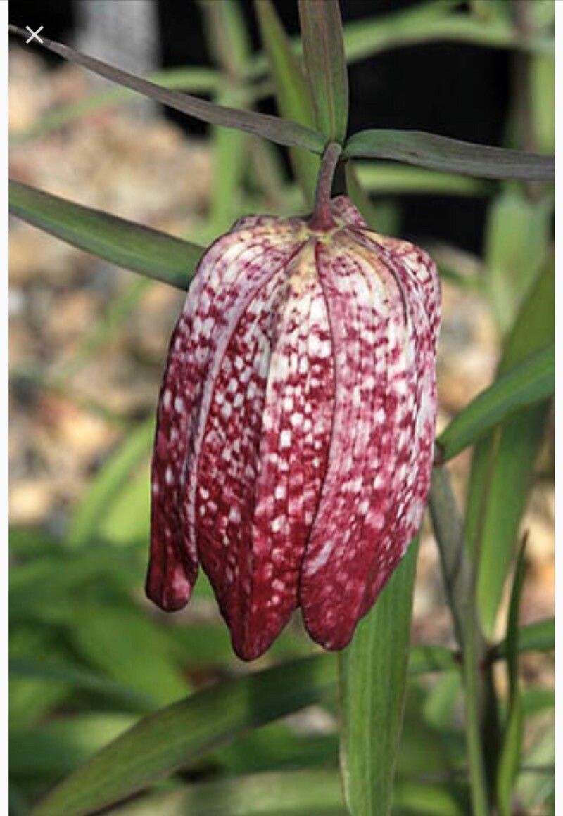 Fritillaria monantha — houseplant care guide
