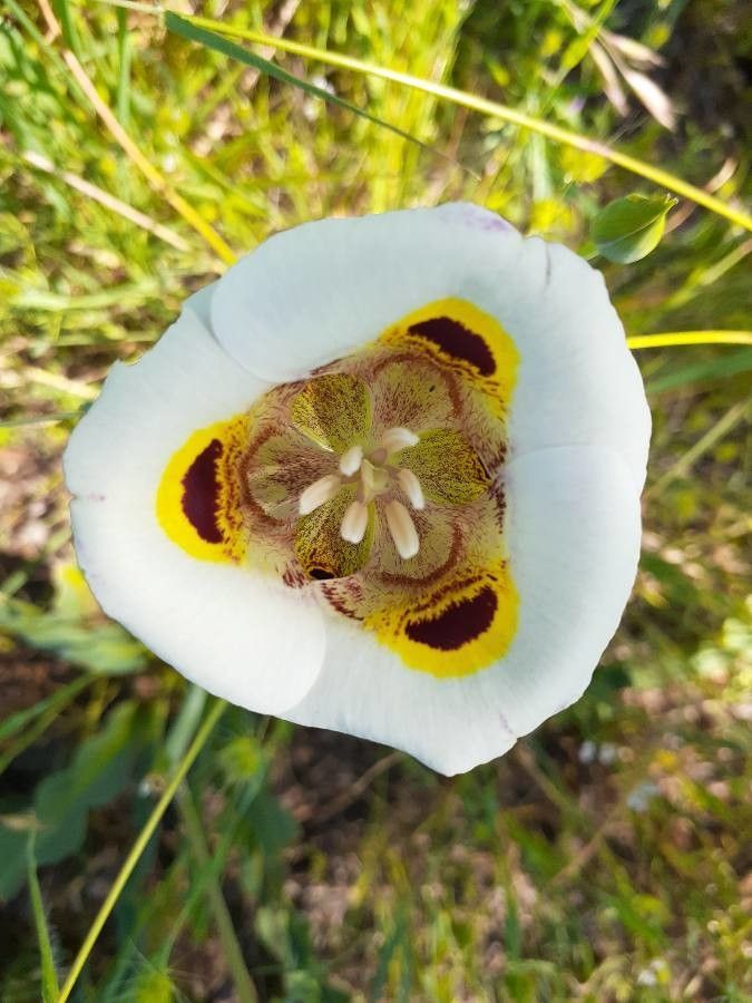 Calochortus superbus flower
