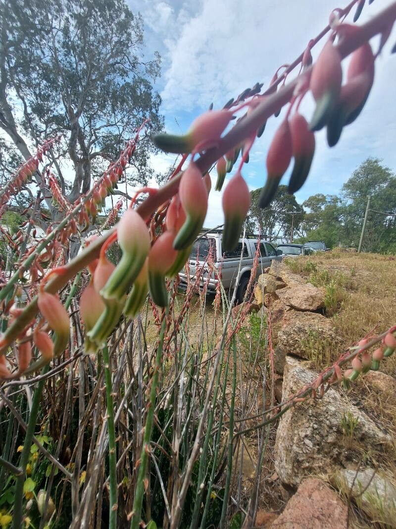 Gasteria disticha flower