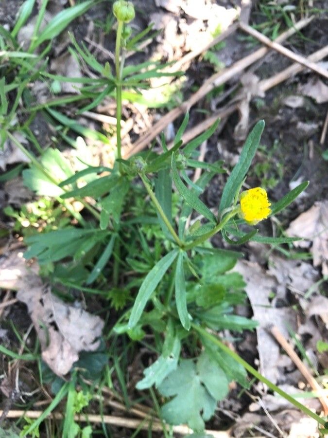 Ranunculus auricomus leaf