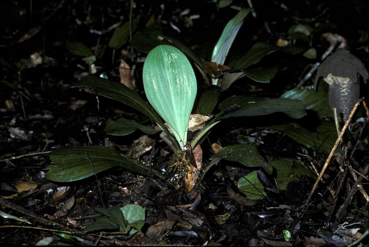 Palisota lagopus habit
