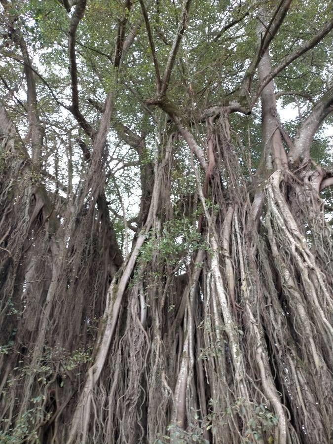 Ficus thonningii flower