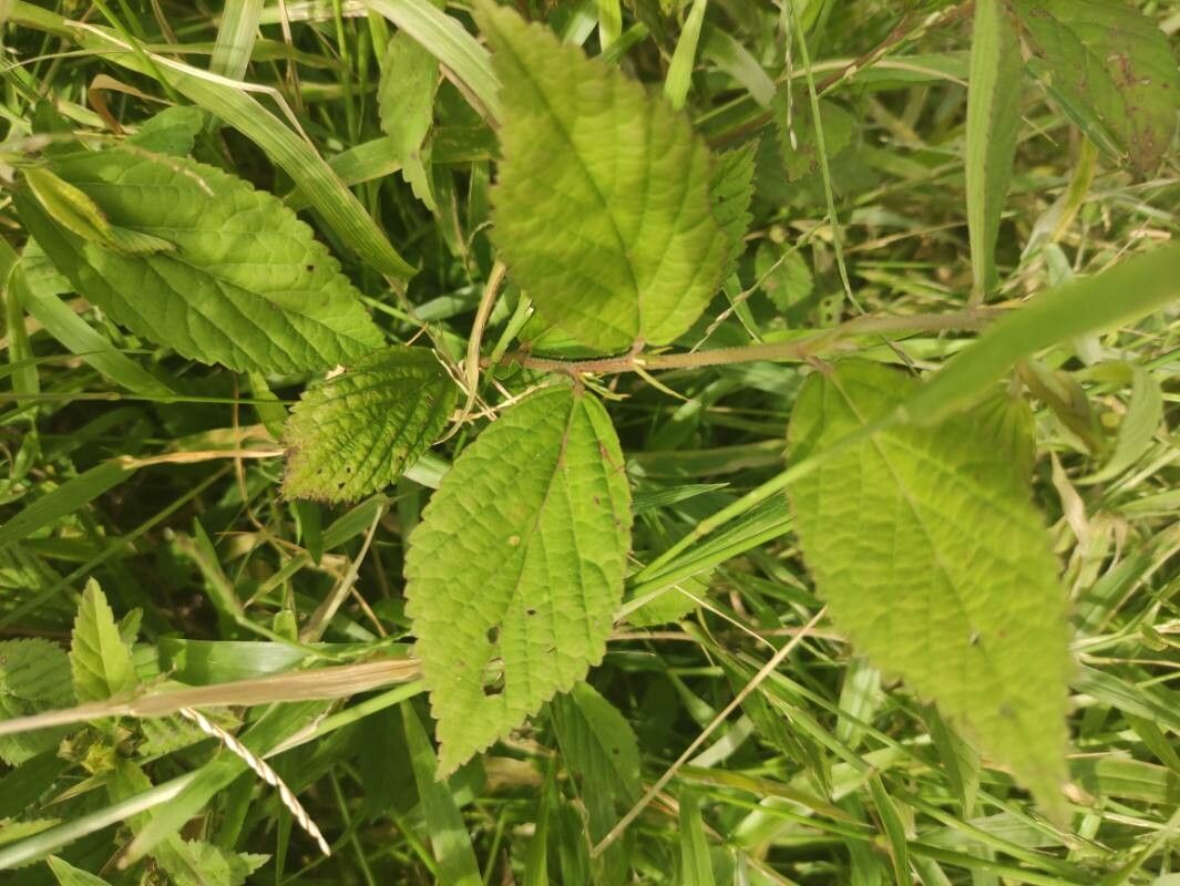 Sida stipulata — houseplant care guide