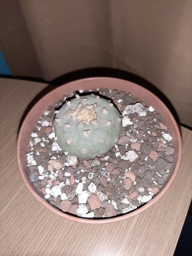 Lophophora williamsii fruit