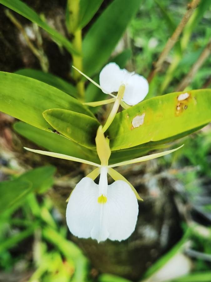 Epidendrum eburneum — search result for 'Epidendrum'