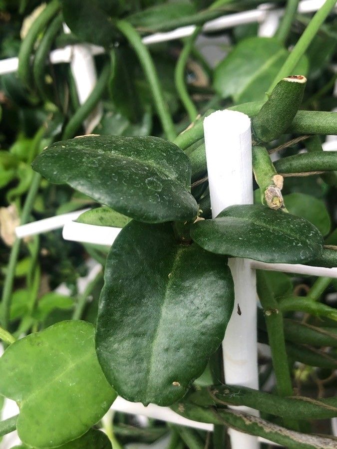 Ceropegia sandersonii leaf