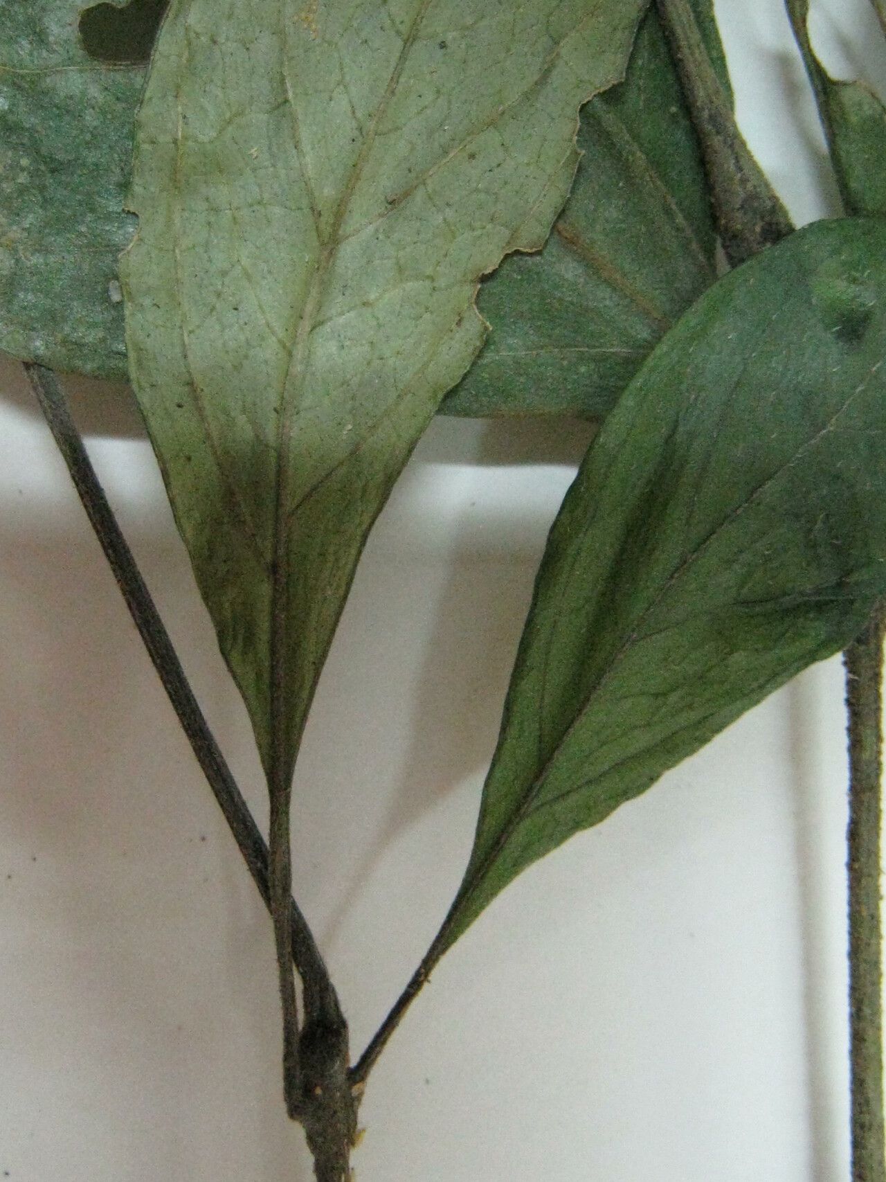 Justicia cayennensis — search result for 'Justicia'