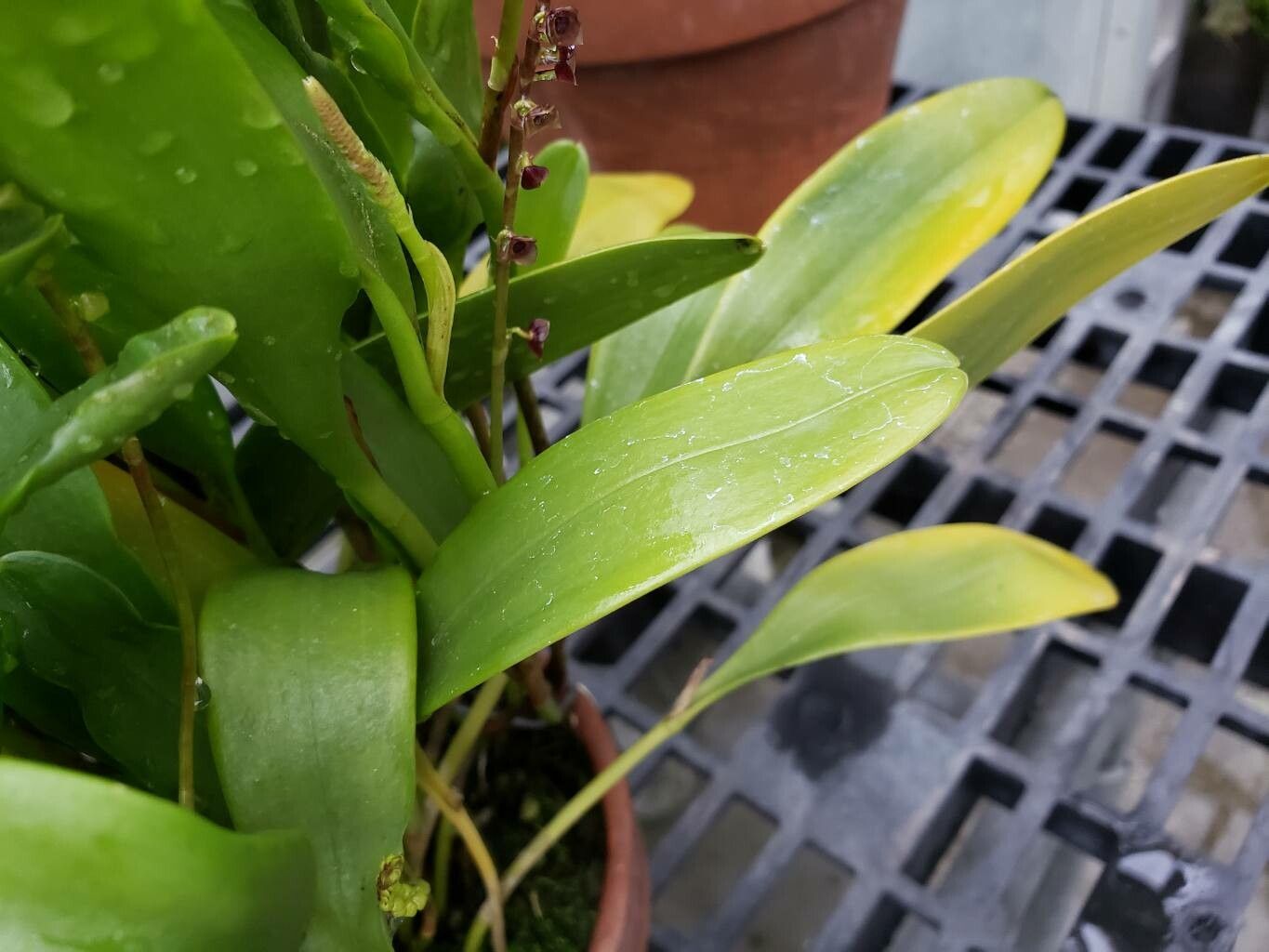 Stelis rubens — houseplant care guide