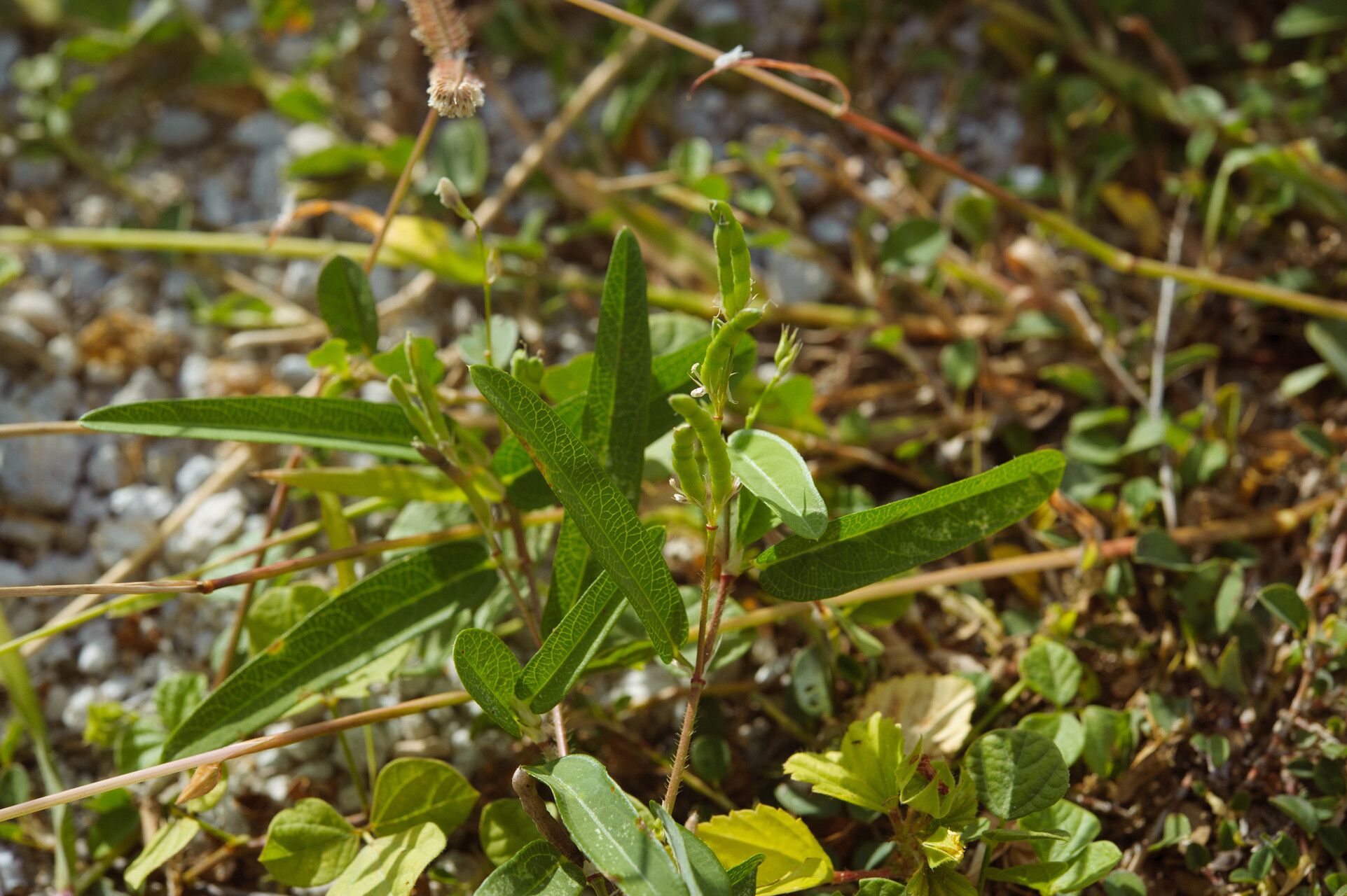 Alysicarpus bupleurifolius habit