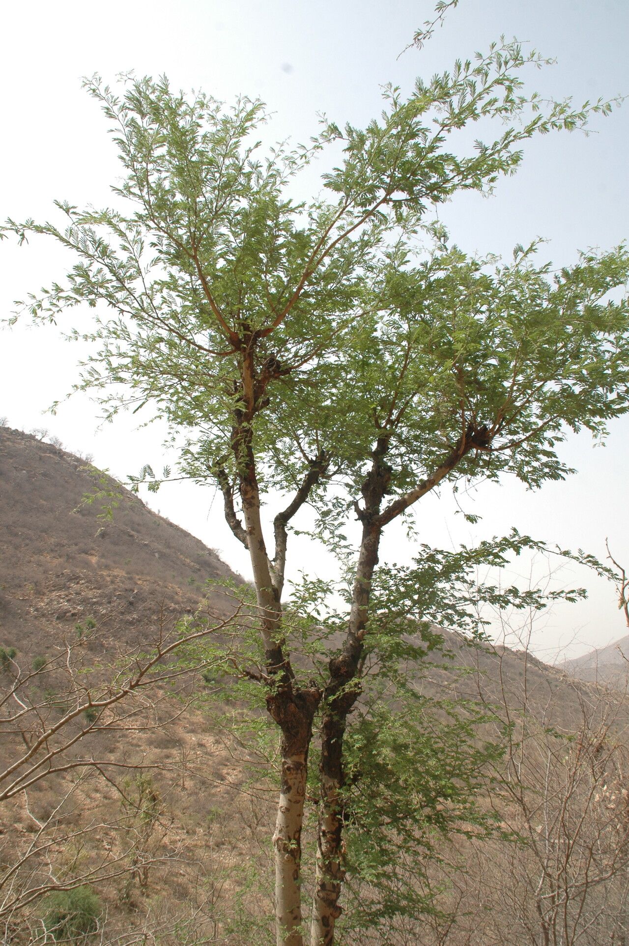 Vachellia leucophloea other