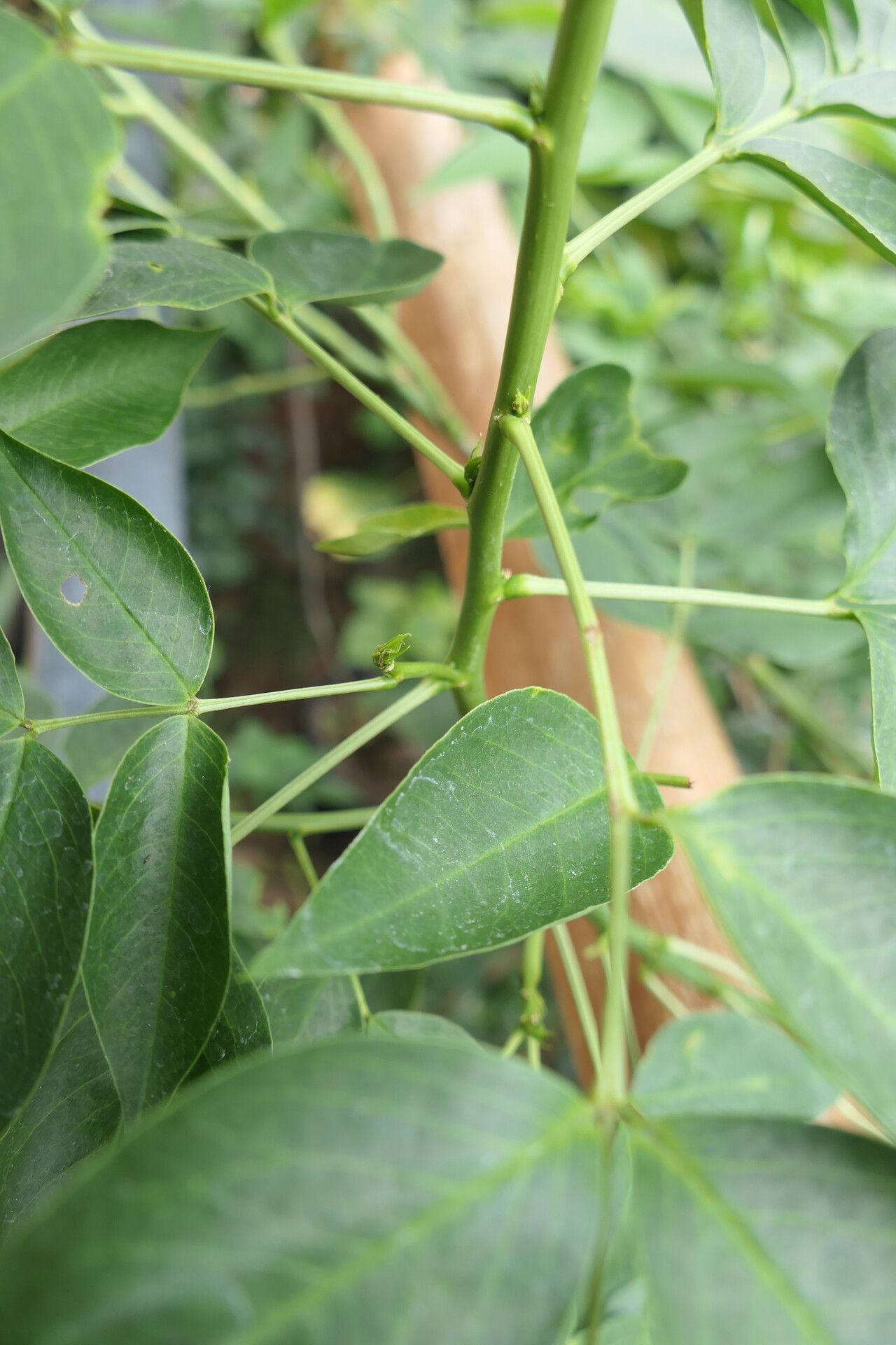 Senna floribunda bark