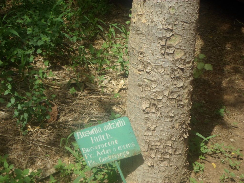 Boswellia dalzielii — related species from the same genus