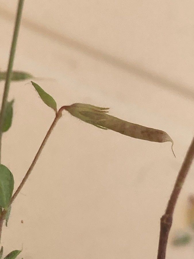 Lotus angustissimus fruit