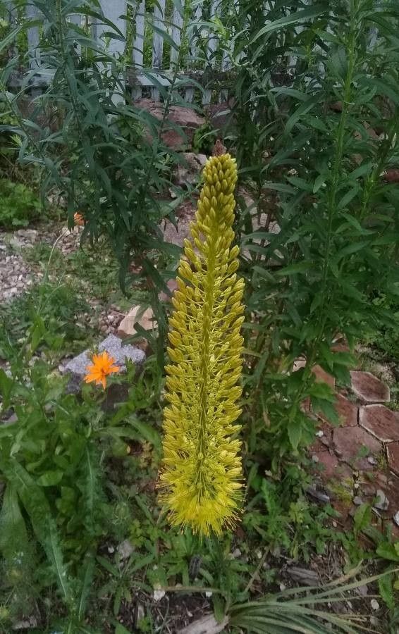 Eremurus stenophyllus flower