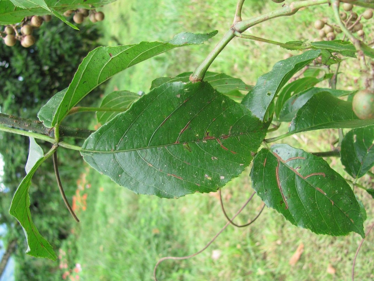 Cissus serrulatifolia — houseplant care guide