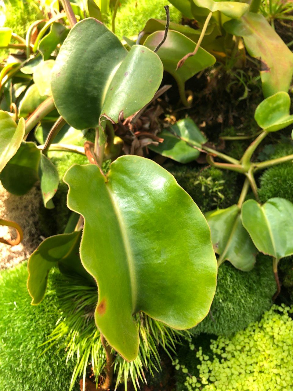 Nepenthes truncata fruit