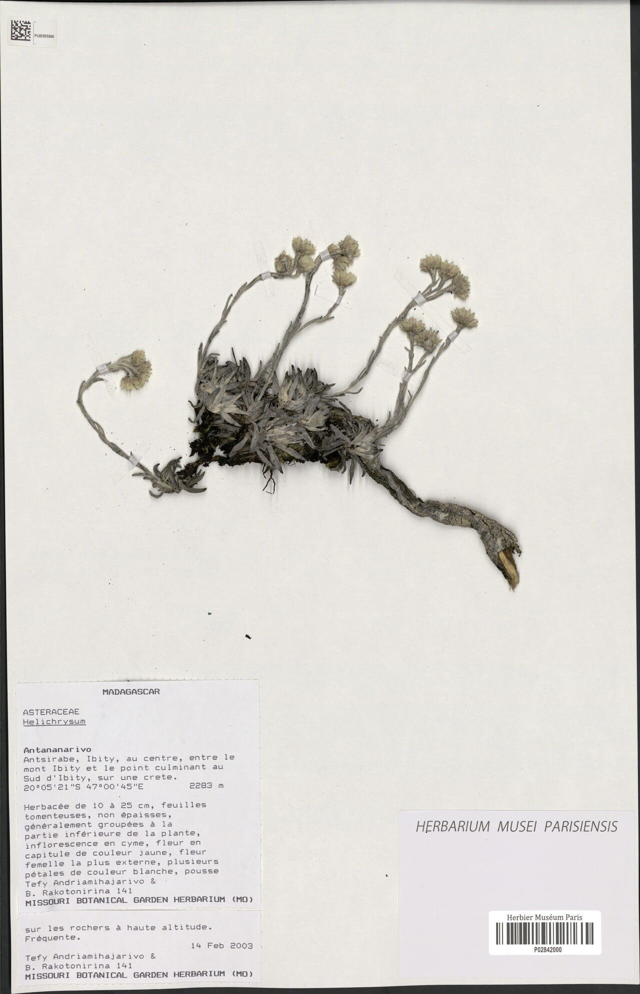Helichrysum perrieri — houseplant care guide