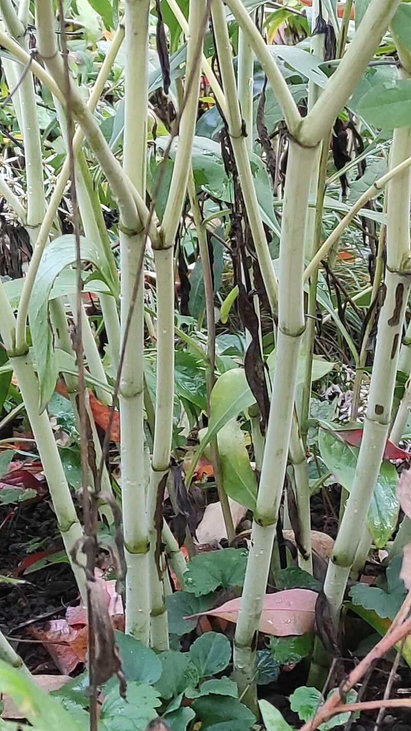 Baptisia bicolor bark