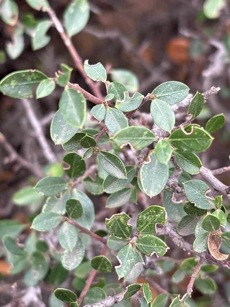 Rhamnus myrtifolia leaf