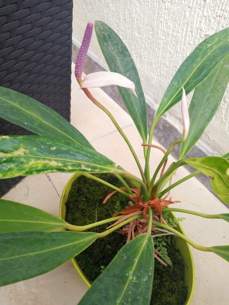 Anthurium antioquiense flower