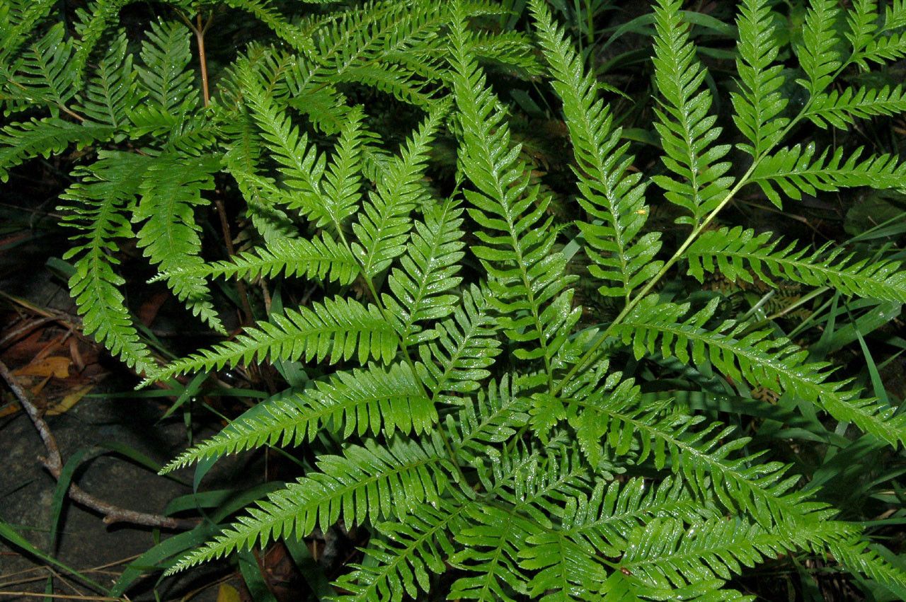 Pteris novae-caledoniae fruit