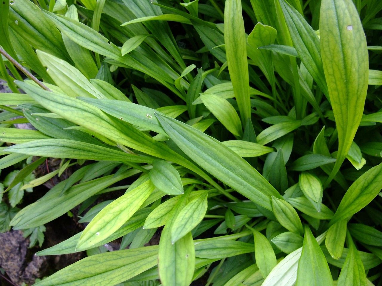 Nardostachys jatamansi leaf
