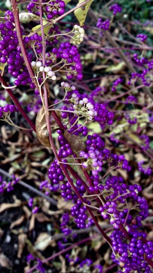 Callicarpa japonica fruit