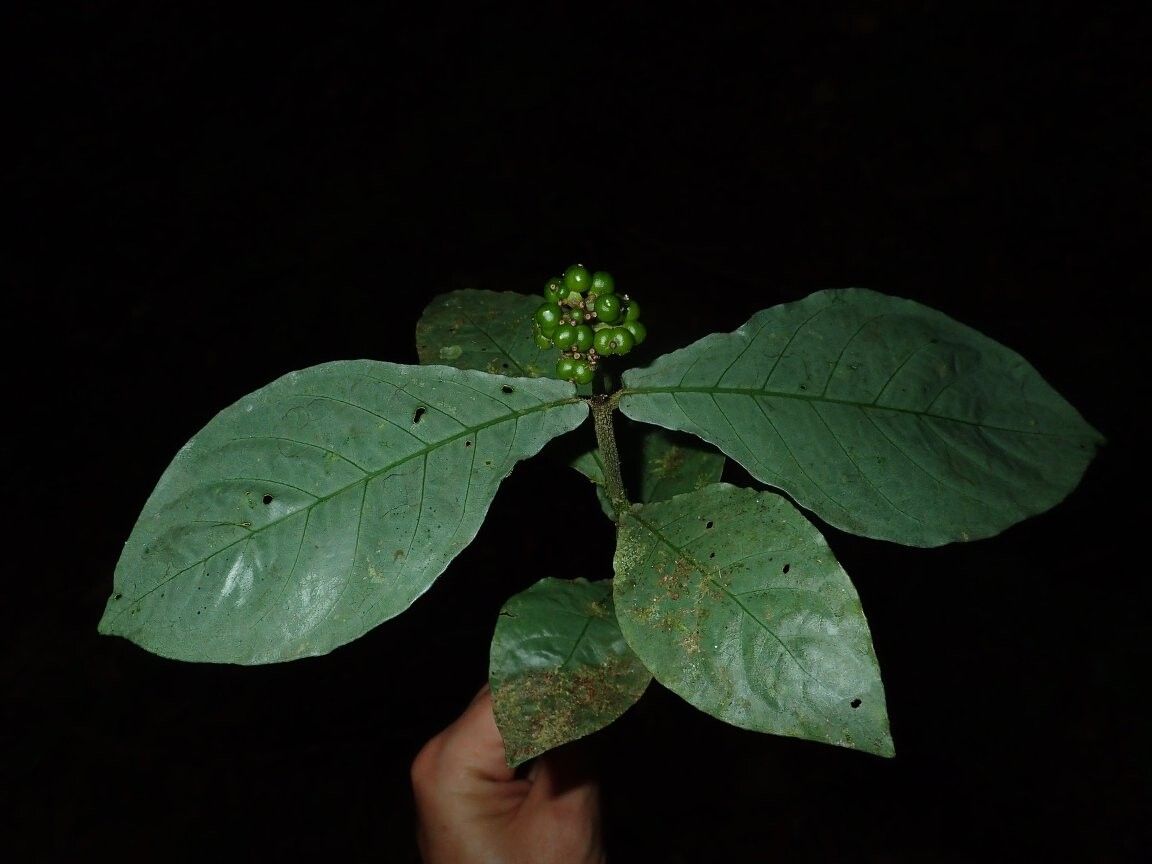 Chassalia subcordatifolia — houseplant care guide