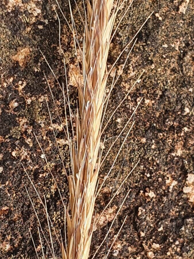 Enteropogon macrostachyus fruit