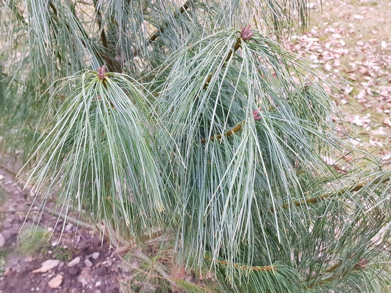 Pinus wallichiana