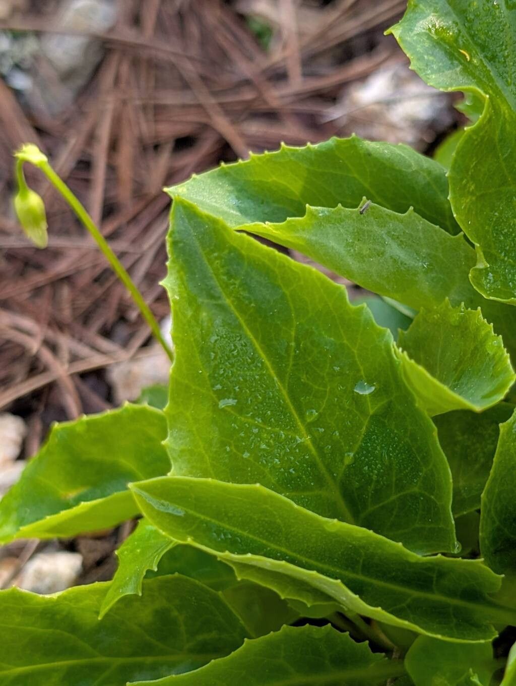 Primula latiloba — houseplant care guide