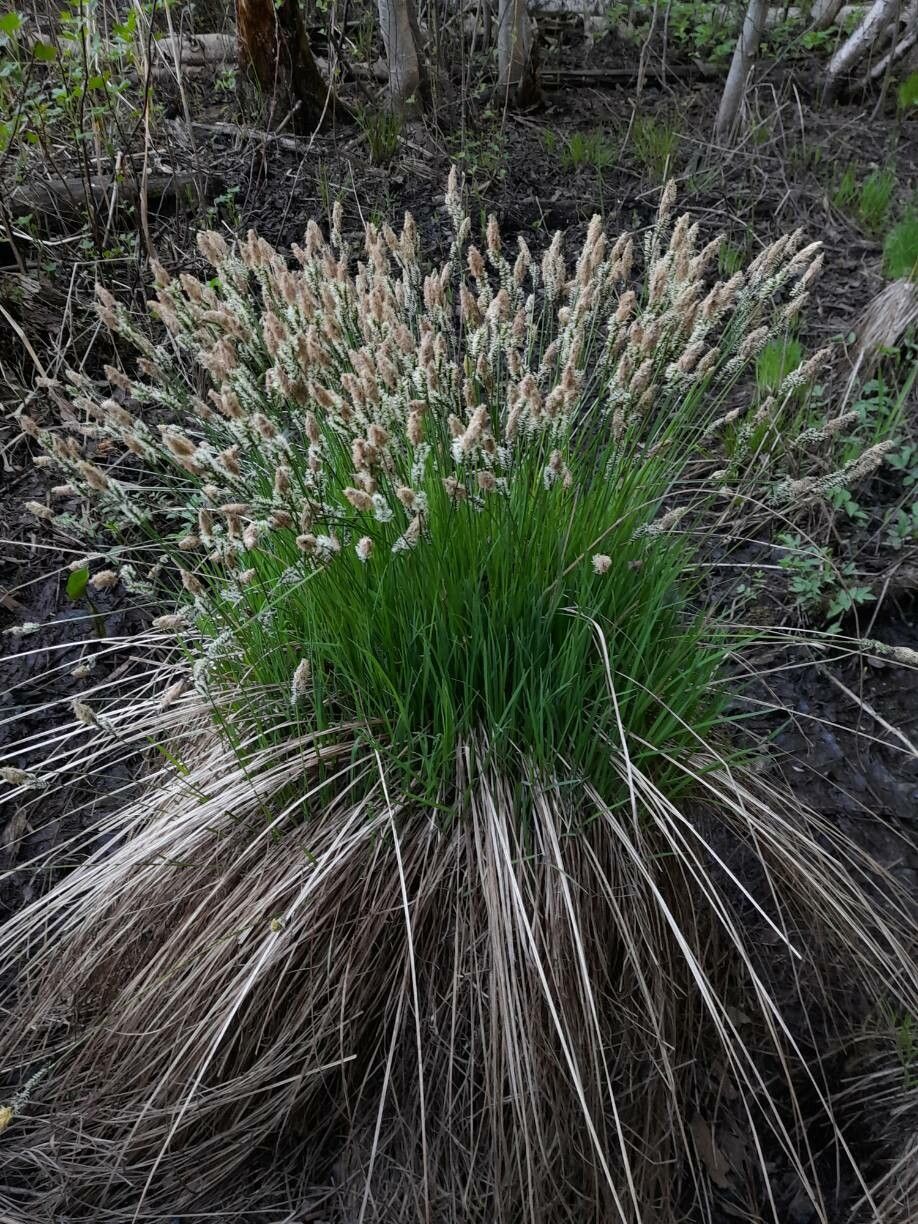 Carex cespitosa flower