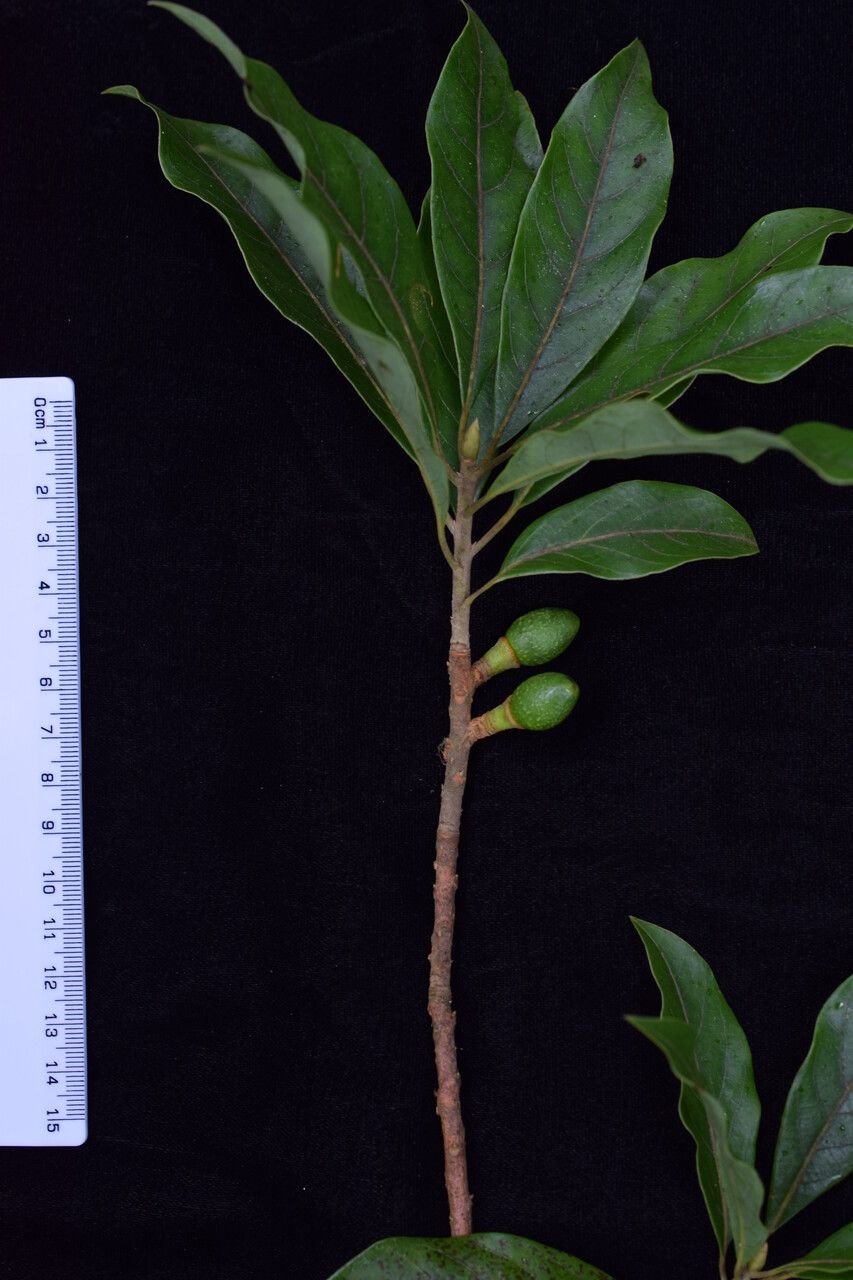 Dodecadenia grandiflora other