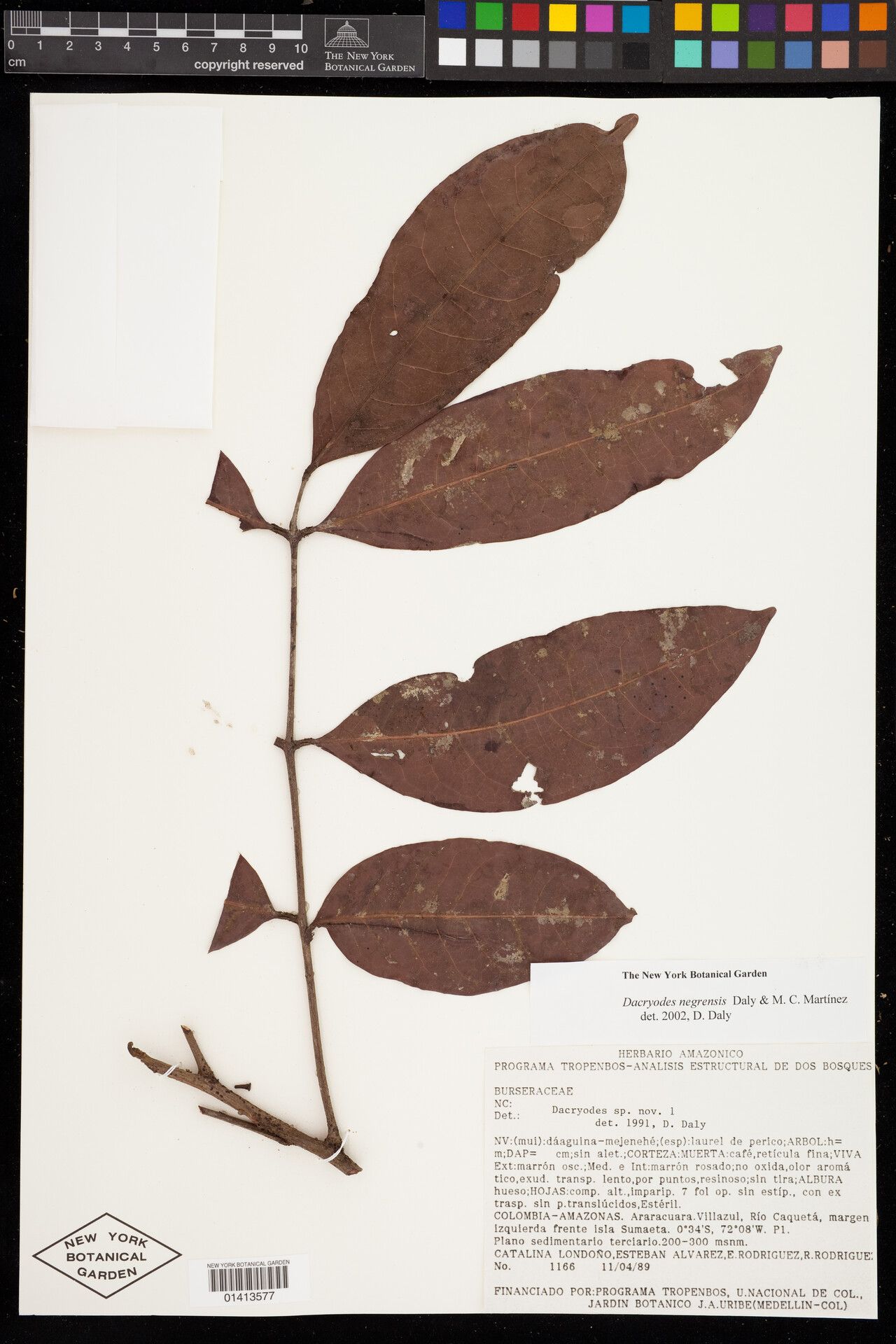 Dacryodes negrensis — search result for 'Dacryodes'