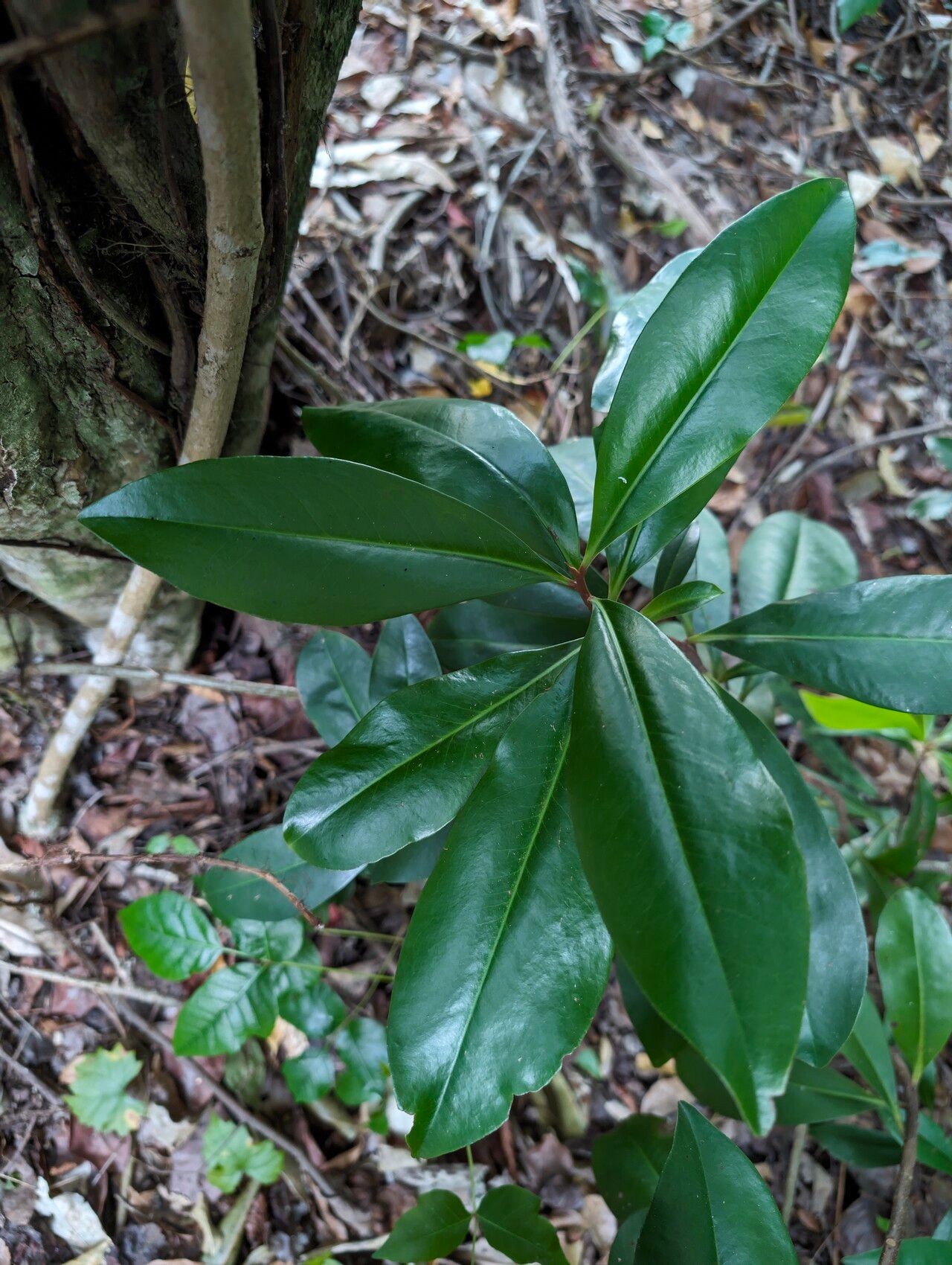 Ardisia escallonioides — search result for 'Belize'