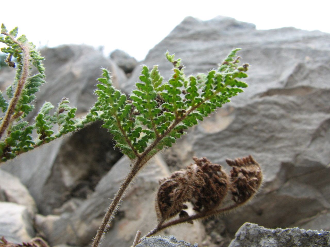 Hemionitis leucopoda habit