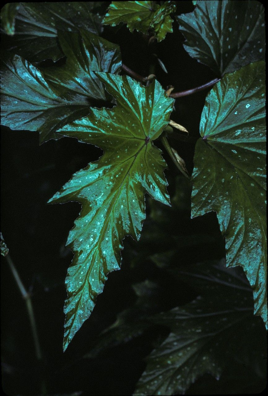 Begonia stolzii — houseplant care guide