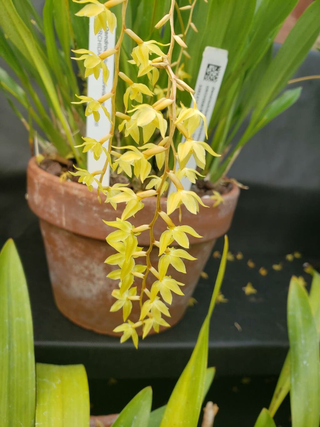 Coelogyne abbreviata flower