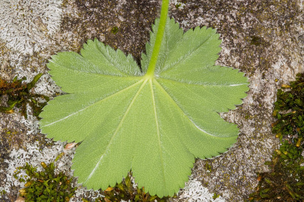 Alchemilla filicaulis — search result for 'Alchemilla'