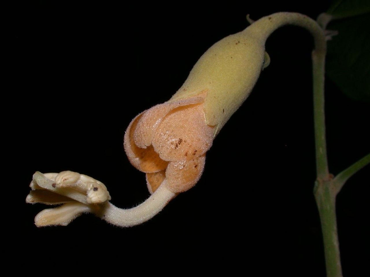 Quararibea ochrocalyx flower