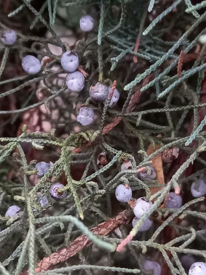 Juniperus osteosperma fruit