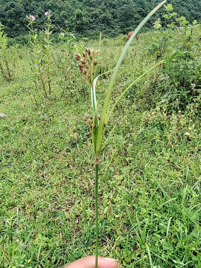 Fimbristylis dichotoma leaf