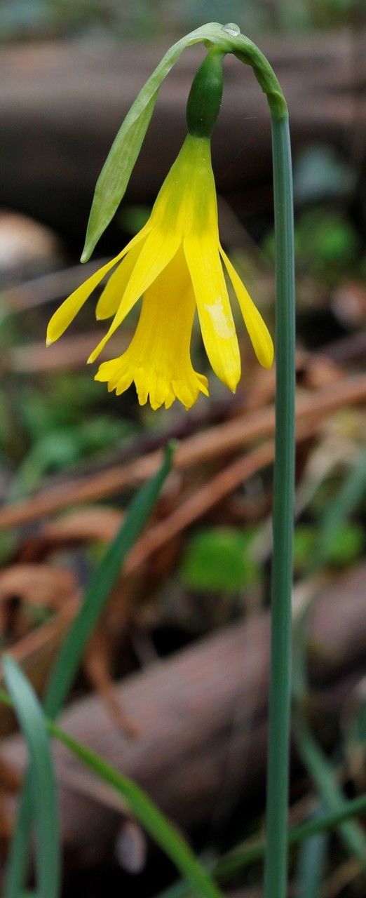 Narcissus asturiensis flower