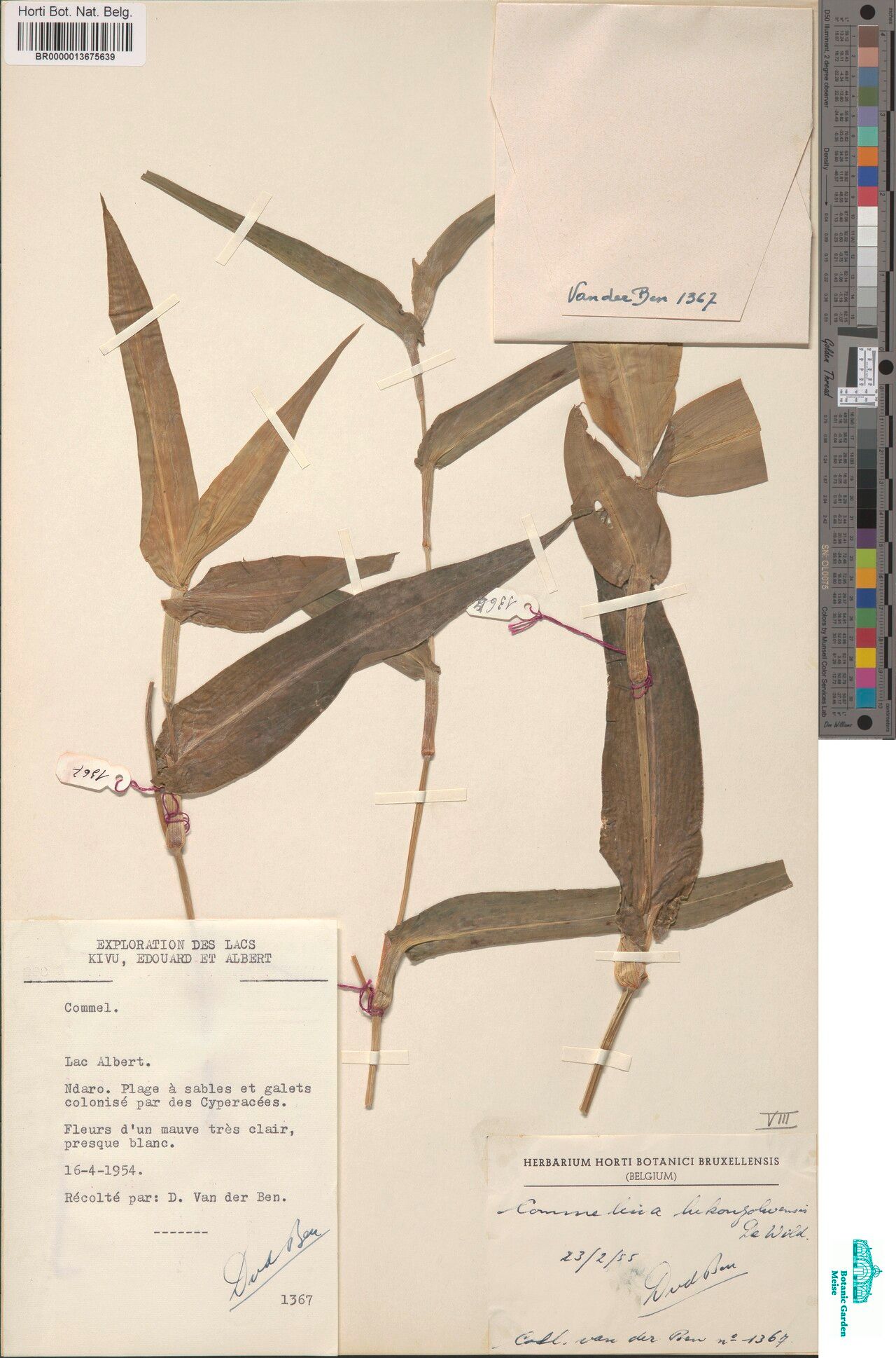 Commelina lukonzolwensis — search result for 'Commelina'