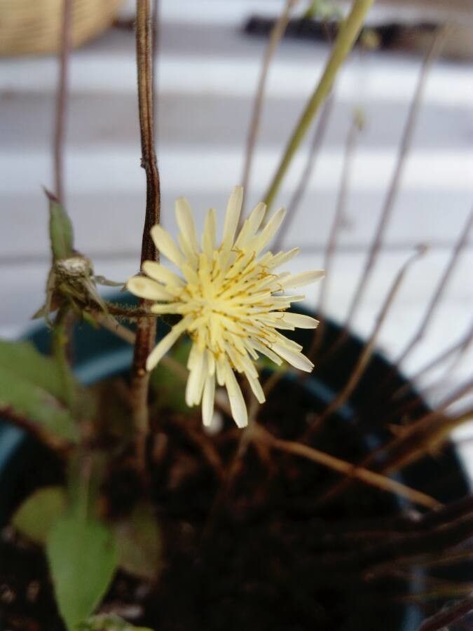 Launaea intybacea flower